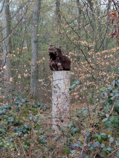 Holz im Wald
