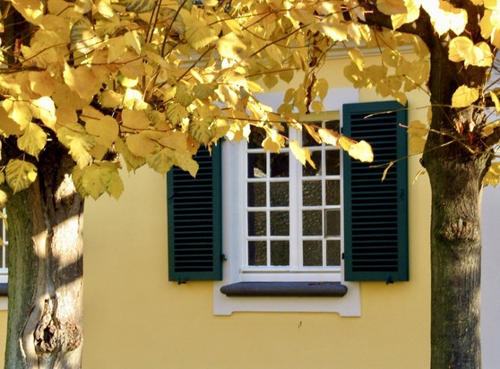 Barockes Sprossenfenster mit grünen Holzläden an gelber Putzwand. Das Fenster ist umrahmt von zwei Bäumen mit gelbem Herbstlaub. 