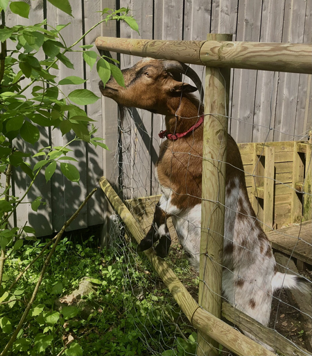 Eine Ziege versucht, durch einen Zaun hindurch Blätter zu fressen.