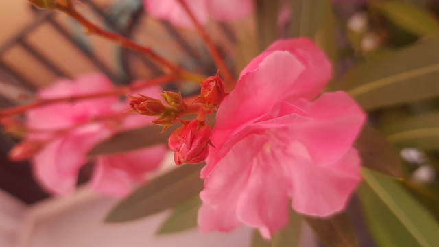 Pinke Blüte eines Oleanders