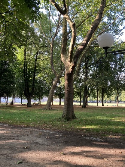 Im Bonner Hofgarten; Blick durch die Bäume  in Richtung Mensa am Hofgarten. 
