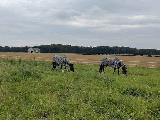 Pferde als Zebras verkleidet 