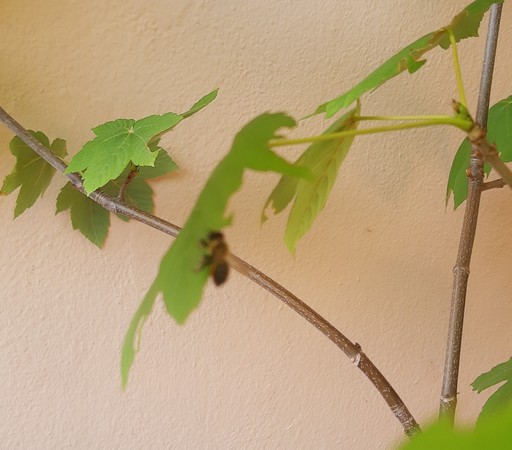 Blattschneiderbiene bei der Arbeit, ist zu schnell, um sie scharf aufs Foto zu bekommen 