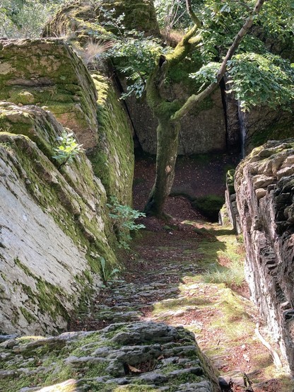 Auf dem Foto ist eine ins Felsgestein gehauene Treppe zu sehen, die Zeugnis von der kleinen Burg Nister gibt. Ich fotografierte von oben. Gerade Felswände rahmen die Treppe seitwärts und unten steht keine Person, sondern ein Baum, der hoch wächst. Farblich ist das Foto in Moosgrün, Steingrau  und Felsweiss. 