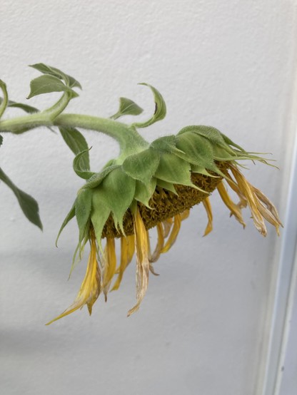 Foto einer Sonnenblume, die im abblühen begriffen ist und deren gelbe Blütenblätter etwas strähnig aussehen.