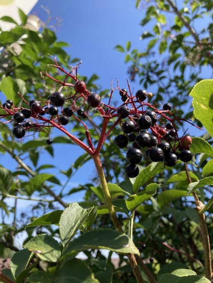 Aufnahme einer reifen Holunderbeerenrispe vor tiefblauem Himmel. 