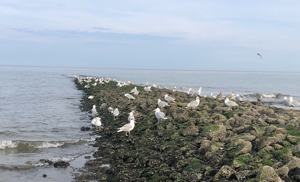 Möwen sitzen auf Norderney an der Nordsee.