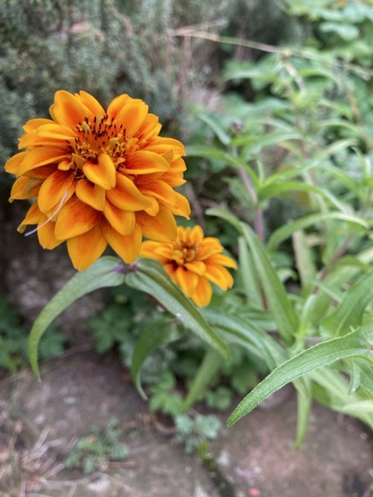 Buschzinnie in Orange. Viele kleine Blütenblätter liege übereinander. 