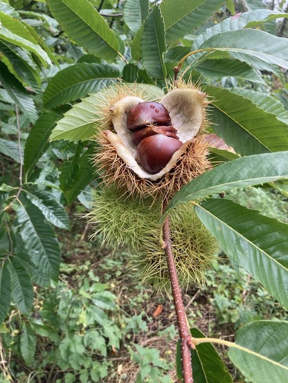 Eine stachelige Schale/Frucht der Esskastanie hängt geöffnet an einem Ast. Zu sehen sind darin 3 braune Esskastanien. 