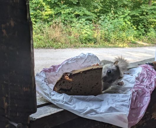 Ein Siebenschläfer macht sich an einem Stück Brot zu schaffen, das auf einer Ablage in einer Holzhütte im Wald liegt.