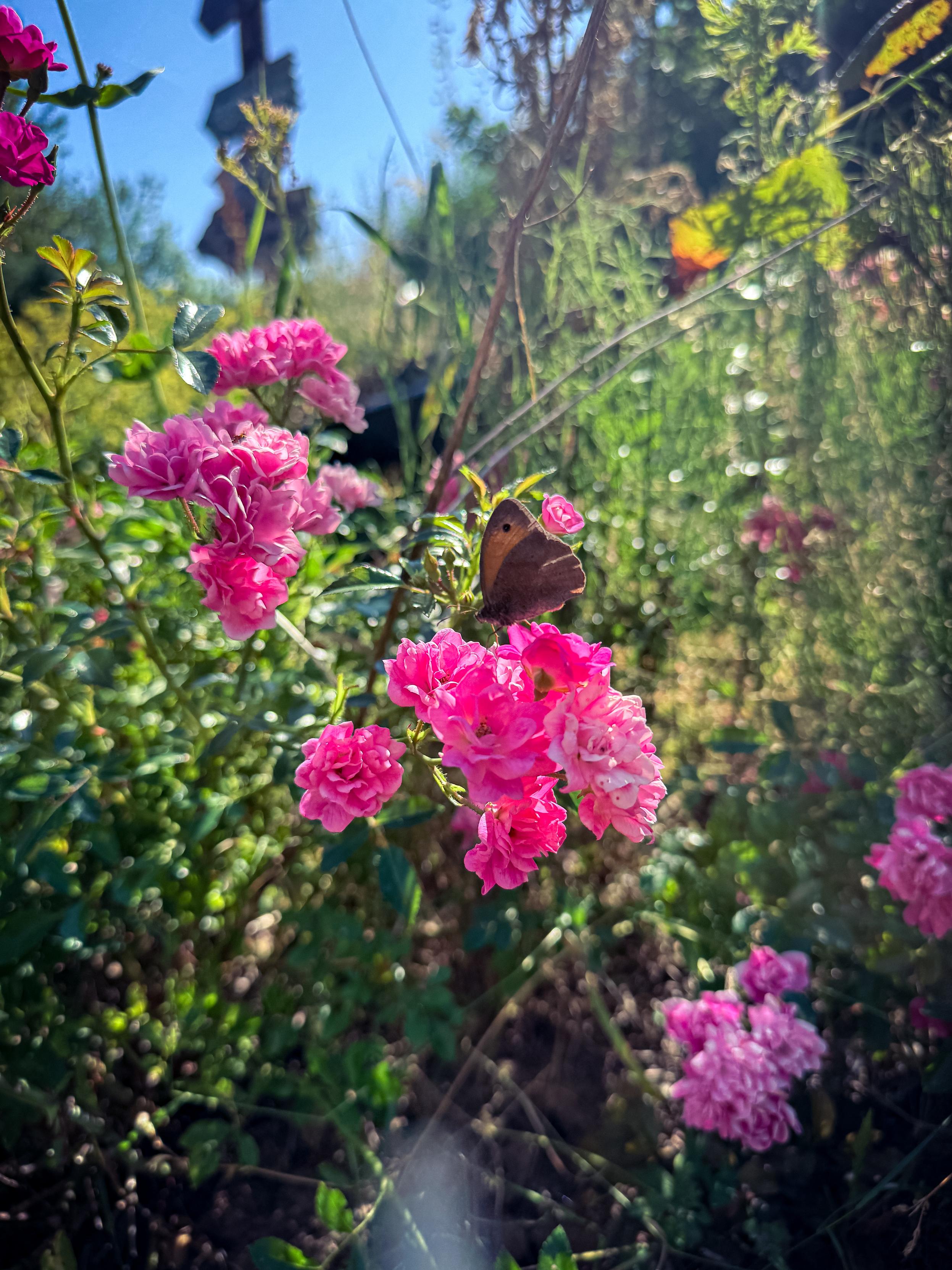 Posted media